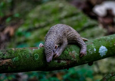 Junges Pangolin
