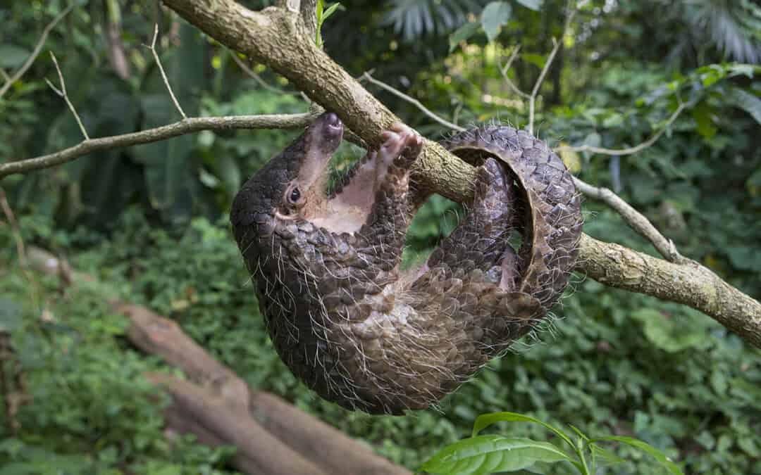 PANGOLIN