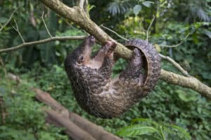 Junges Pangolin