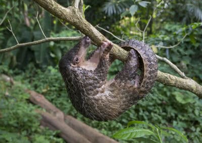 Junges Pangolin