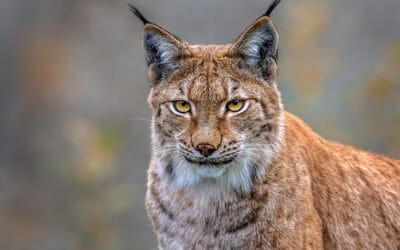 WWF fordert nationalen Aktionsplan gegen das Artensterben