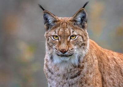 Luchs Porträtaufnahme