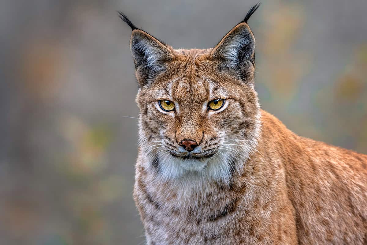 Luchs (c) AdobeStock_235167718 Luchs