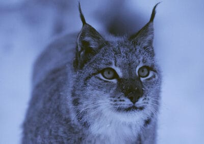 Luchs