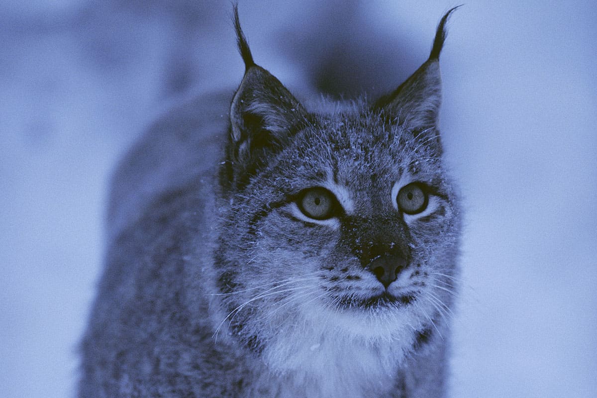 Luchs (c) Staffan Widstrand / WWF Luchs