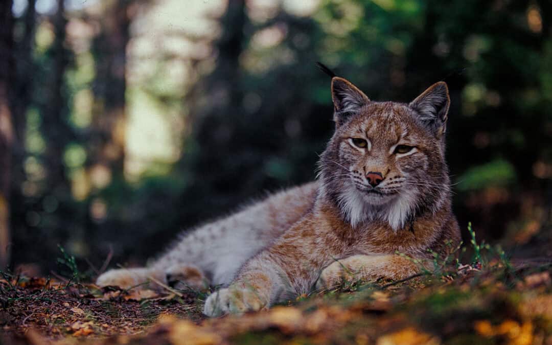 Referat: Der Luchs