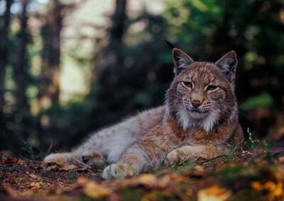 Luchs