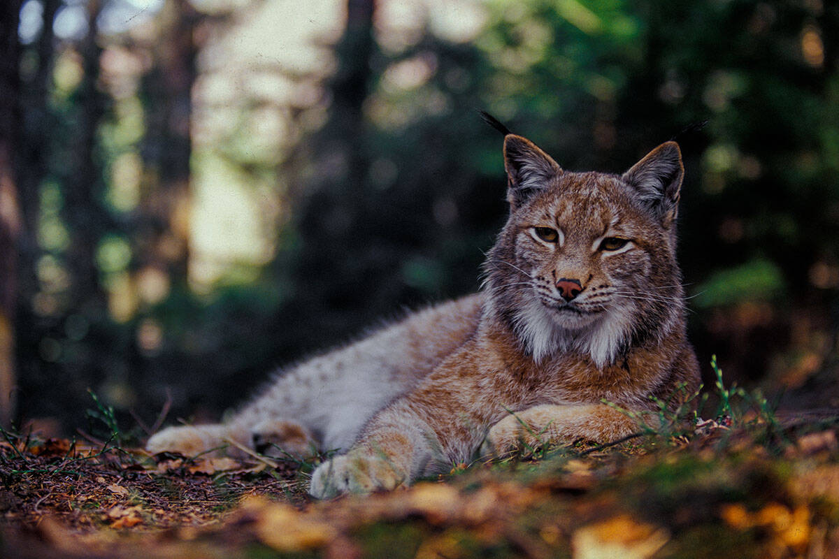 Luchs (c) Tomas Hulik Luchs