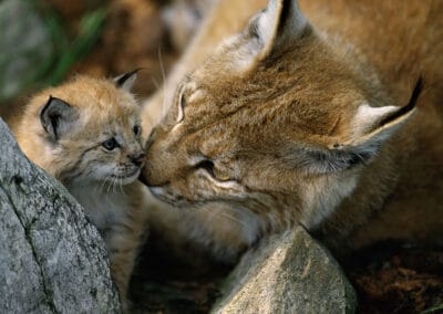 Luchs und Jungtier