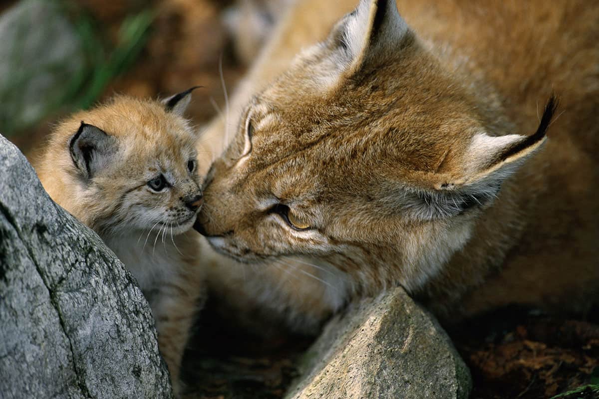 Luchs und Jungtier (c) Staffan Widstrand / WWF Luchs und Jungtier