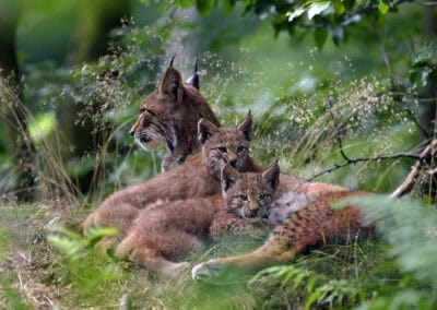 Luchsmutter und Jungtiere