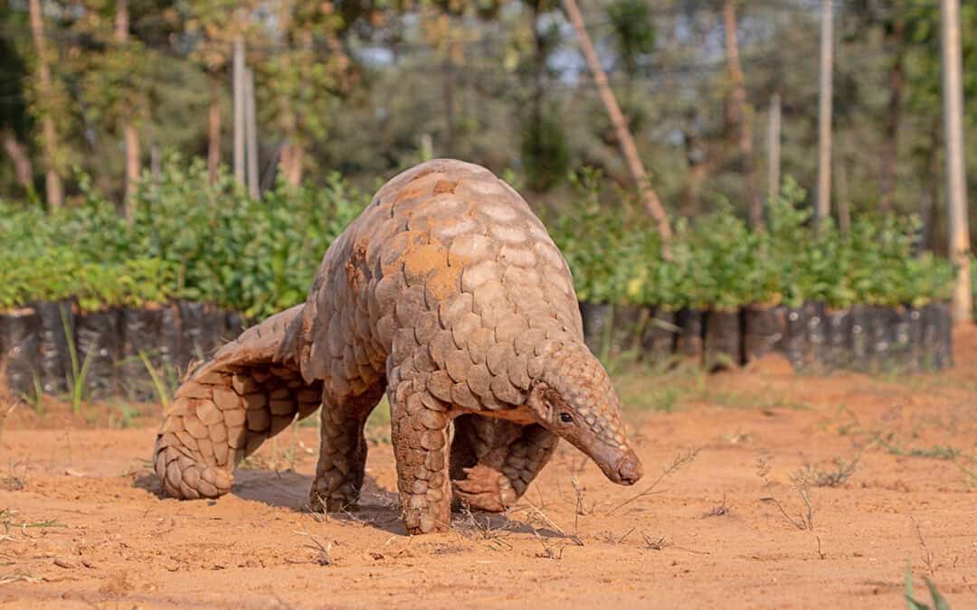Quiz: Das Pangolin