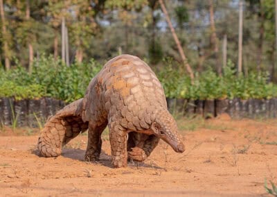 Pangolin