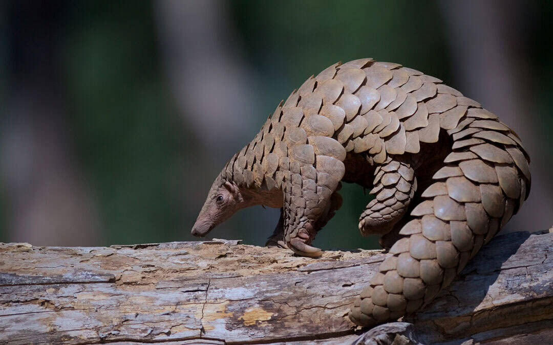 Referat: Das Pangolin