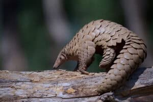 Pangolin