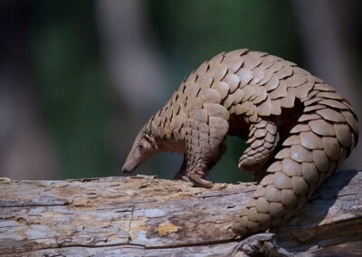 Pangolin