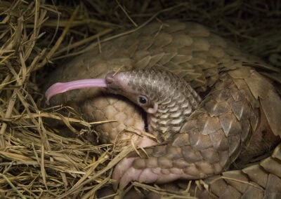 Pangolin streckt Zunge raus