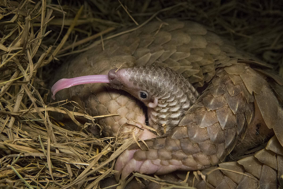 Pangolin streckt Zunge raus