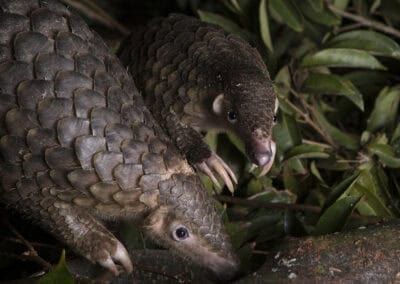 Pangolins