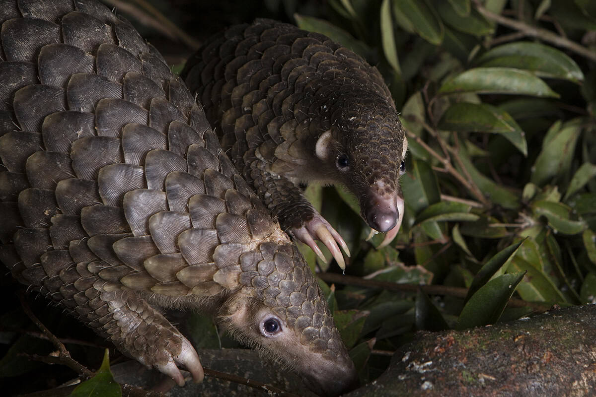 Pangolins