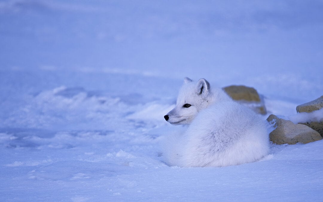POLARFUCHS