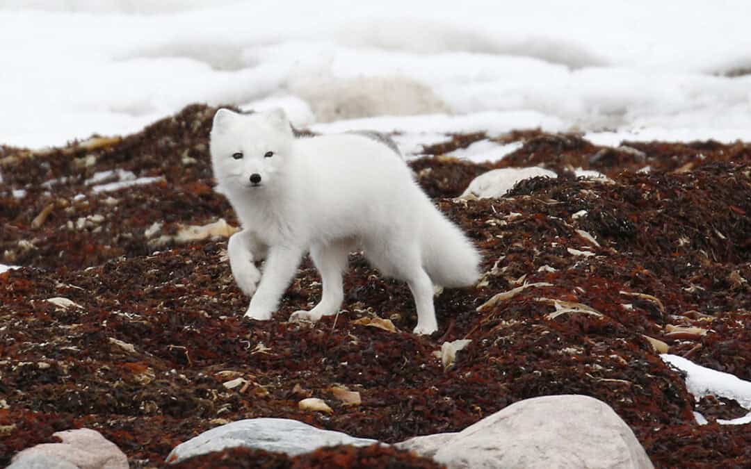 Quiz: Der Polarfuchs