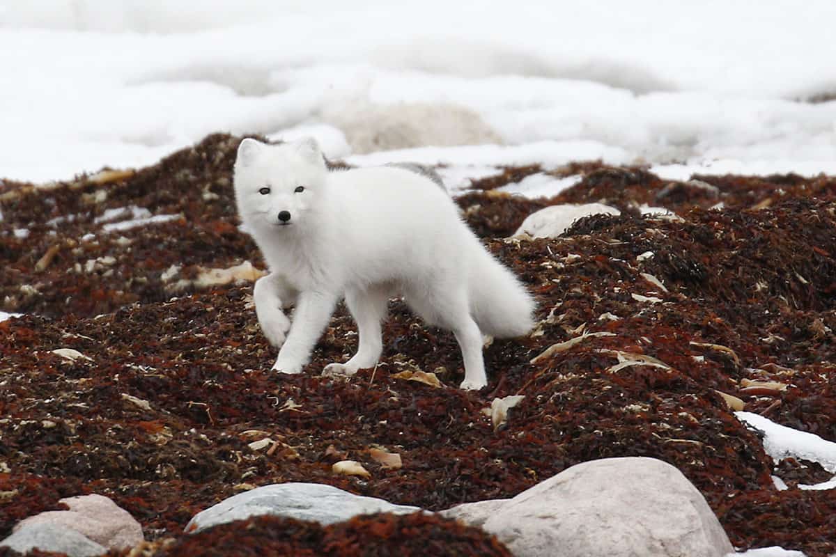 Polarfuchs (c) Donna Pomeroy Polarfuchs