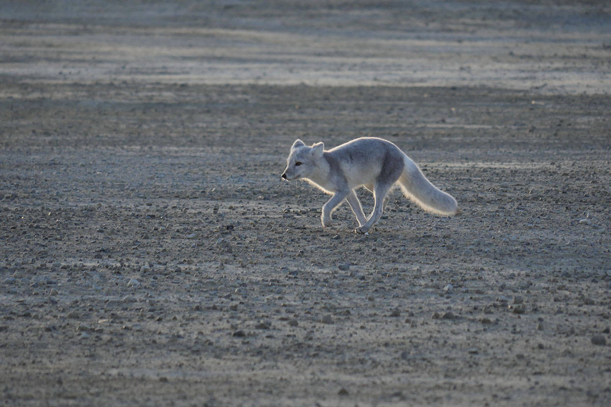 Polarfuchs (c) Tom Arnbom / WWF Polarfuchs