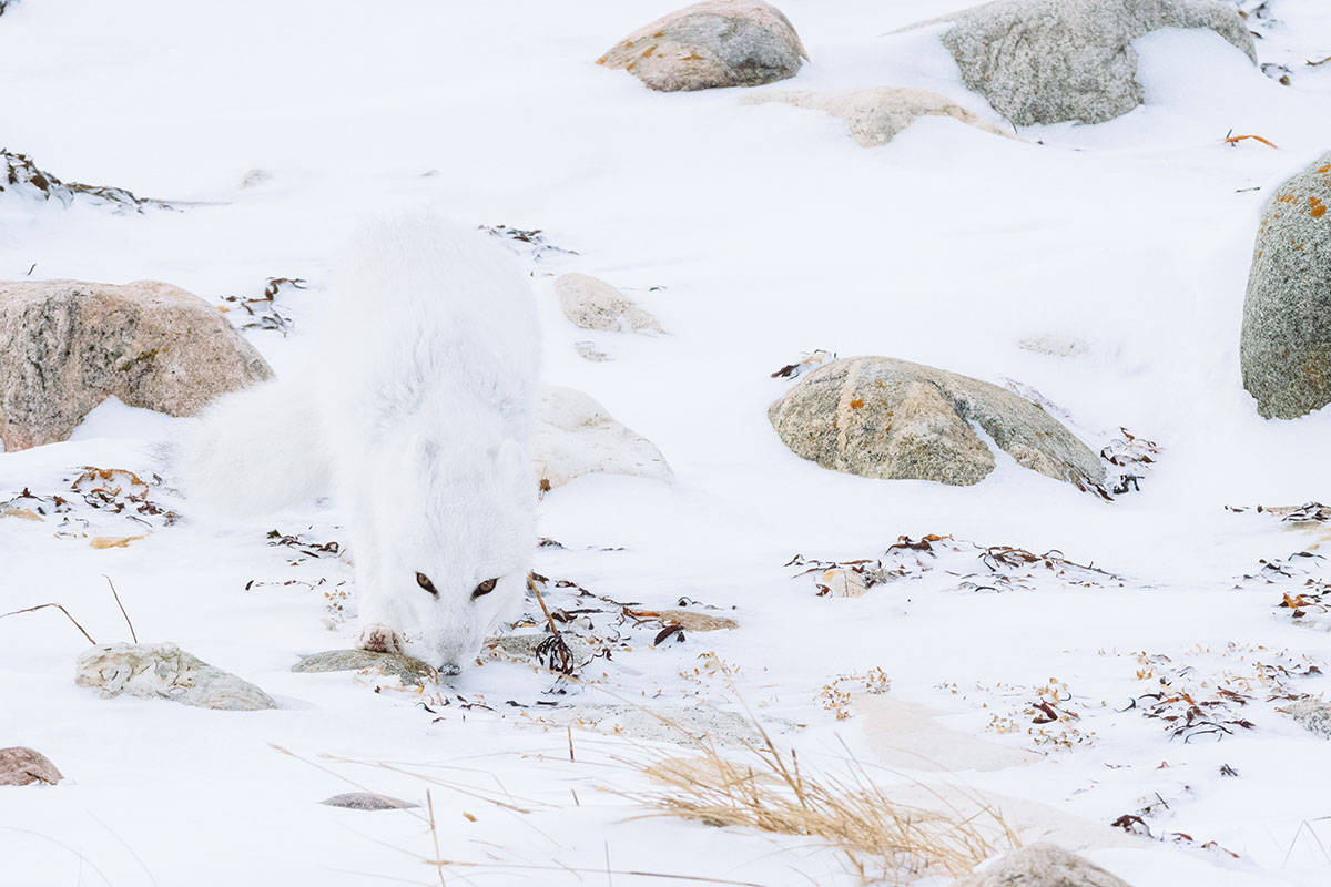 Polarfuchs (c) WWF-US / Elisabeth Kruger Polarfuchs