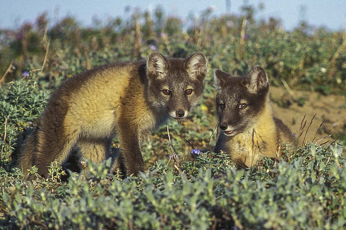 Polarfüchse (c) Ola Jennersten / WWF-Sweden Polarfüchse