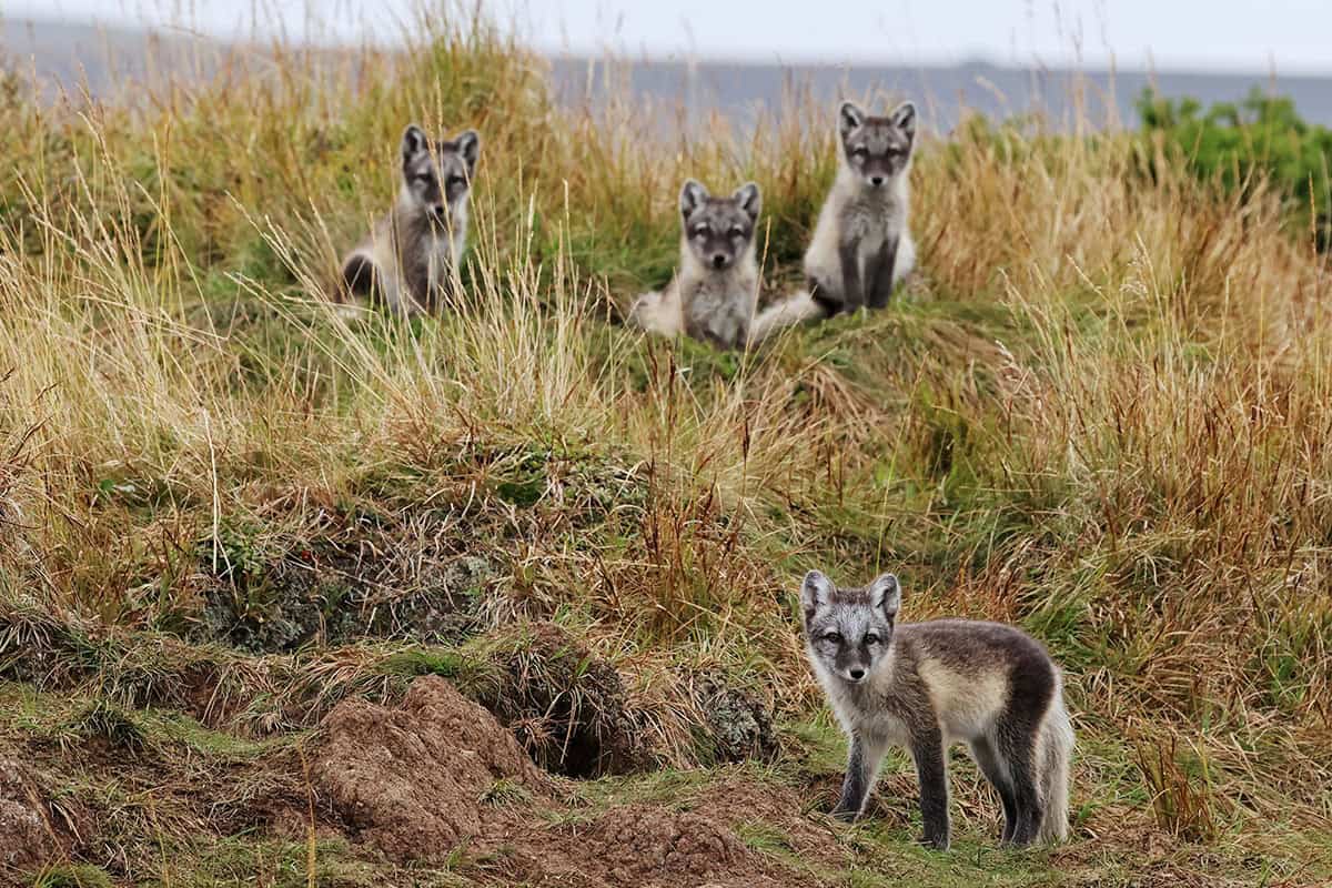 Polarfüchse (c) Petri Piisilae / Metsaehallitus / WWF Polarfüchse