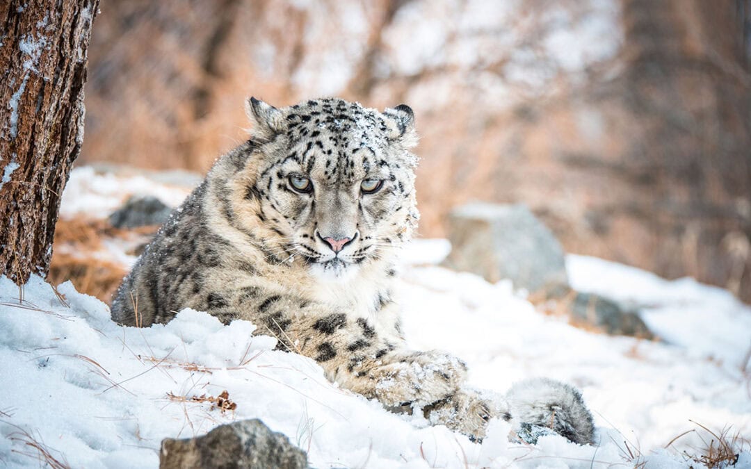 Quiz: Der Schneeleopard