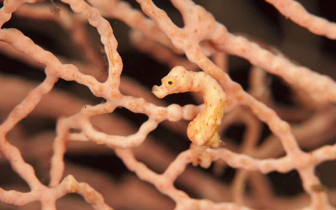 Quiz: Das Seepferdchen