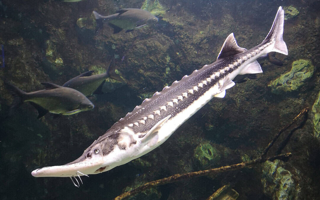 Good News: Neues Jahr bringt Fangverbot für Störe in Bulgarien