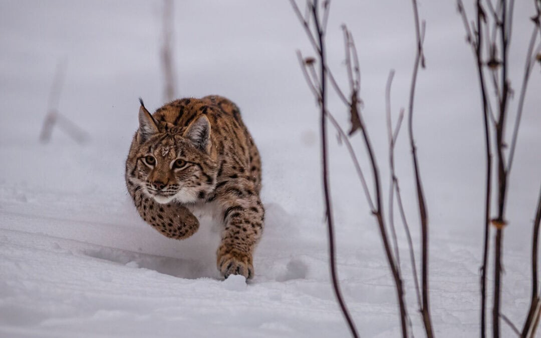 “Der Luchs verschwindet”: WWF schlägt mit Weihnachtskampagne Alarm für den Schutz der seltenen Katzenart