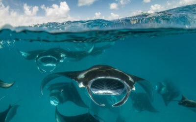 Artenschutzkonferenz im Zeichen der Haie und Rochen: WWF fordert Handelsverbot für gefährdete Arten