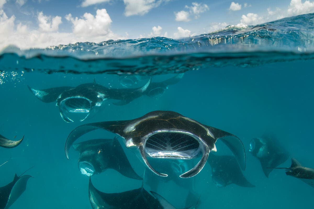 Auf dem Bild sind mehrere Mantarochen unter Wasser zu sehen, die auf einen zuschwimmen zu scheinen. Am oberen Bildrand ist noch etwas Horizont zu sehen.