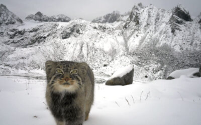 WWF-Erfolg: Scheue Pallaskatze im indischen Himalaja entdeckt