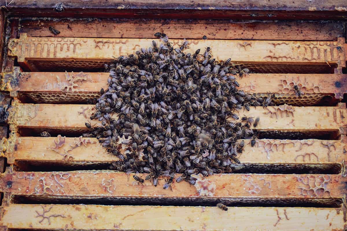 Bienen Wintertraube