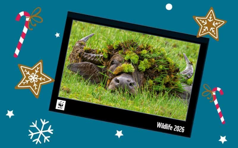 WWF-Jahreskalender 2025 Cover