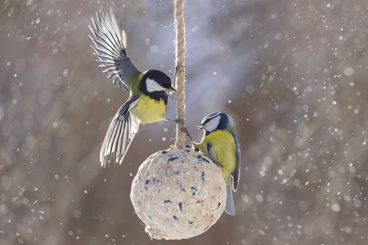 Meisen auf Meisenknödel