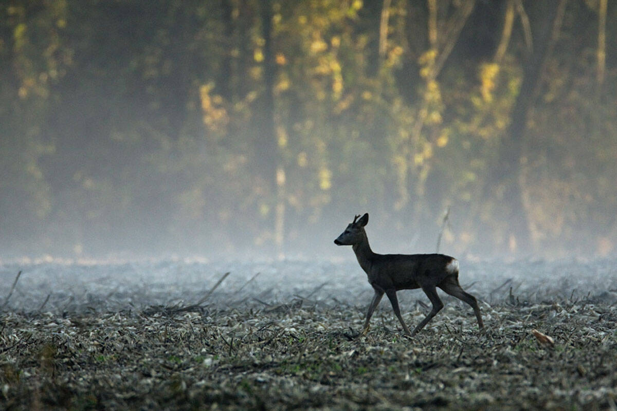 Rehbock im Nebel