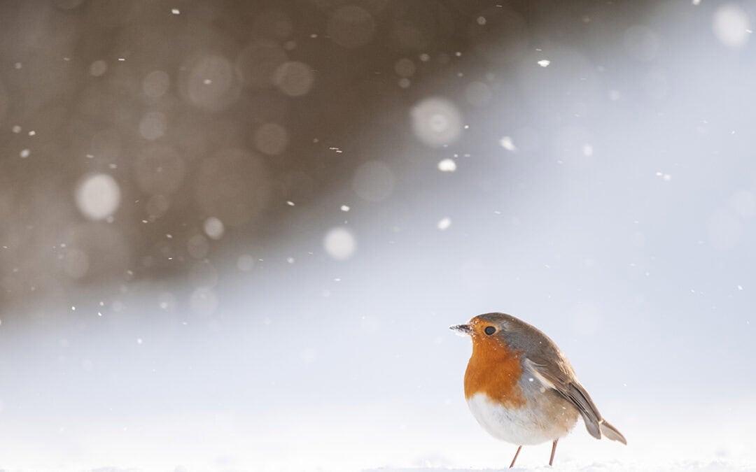 So hilfst du Wildtieren über den Winter