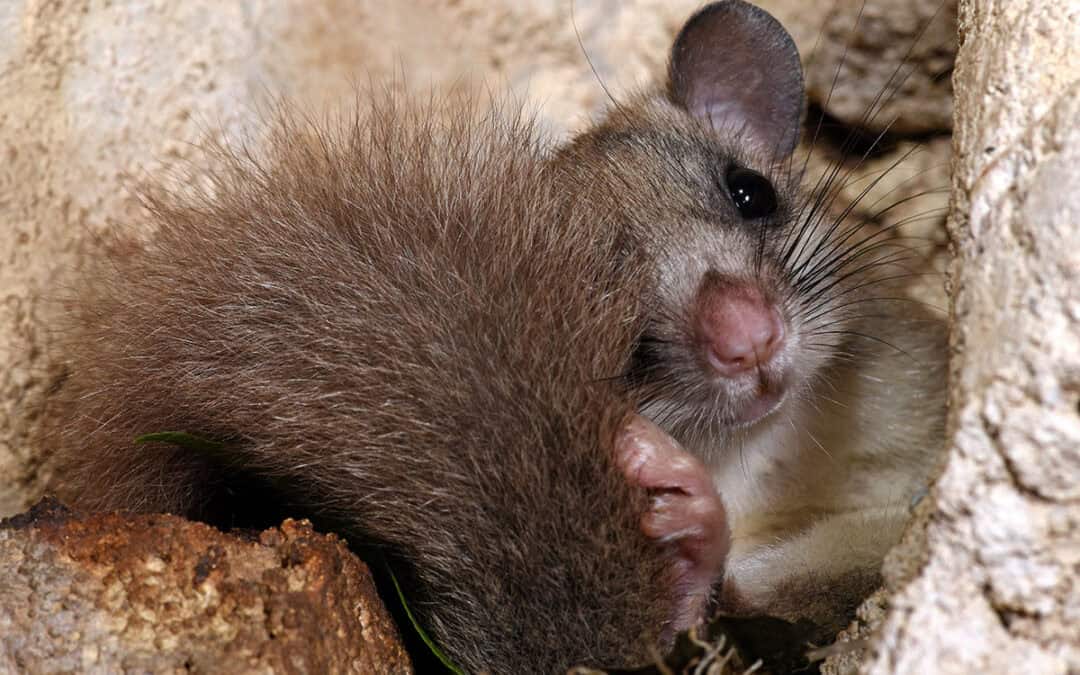 Die Wintertricks der Tiere