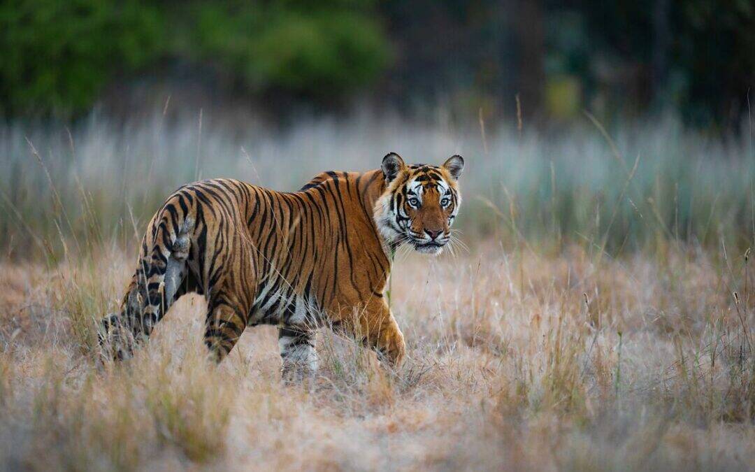 Neuer Report: WWF alarmiert über illegalen Handel mit asiatischen Großkatzen