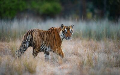 Neuer Report: WWF alarmiert über illegalen Handel mit asiatischen Großkatzen