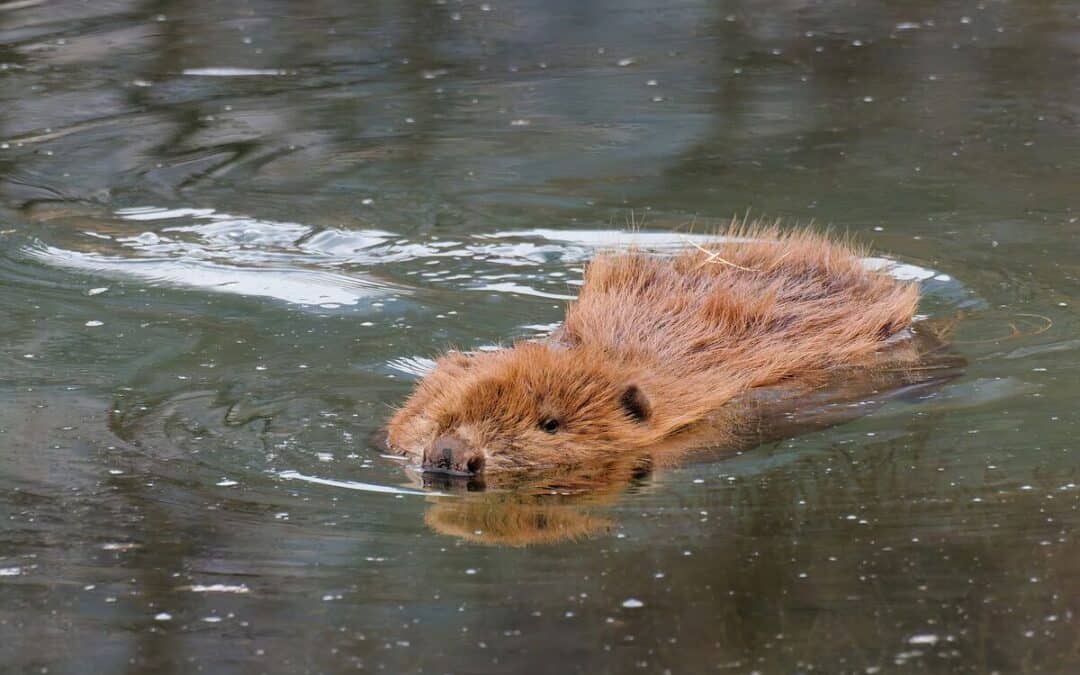 WWF: Verordnung zur Biber-Tötung in Oberösterreich Rückschritt für Arten- und Naturschutz
