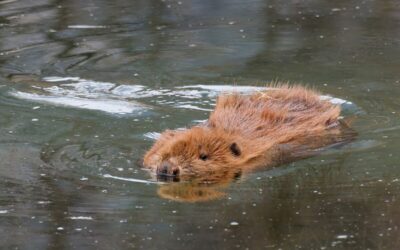 WWF: Verordnung zur Biber-Tötung in Oberösterreich Rückschritt für Arten- und Naturschutz