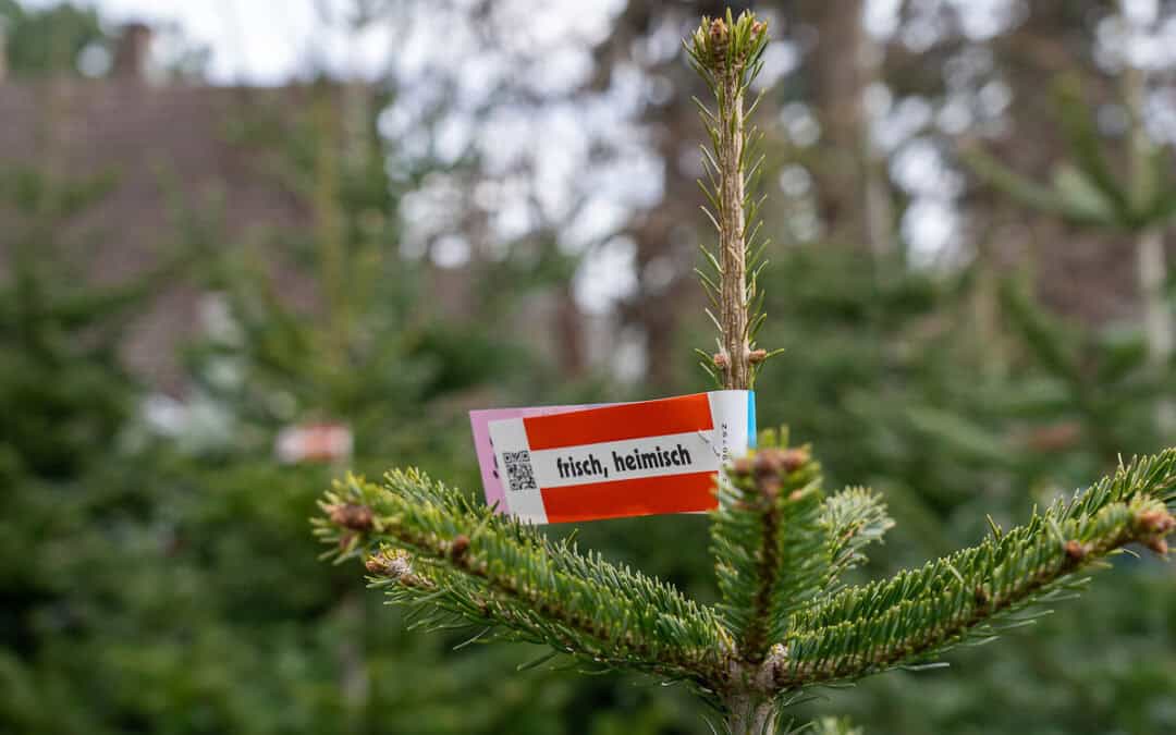 WWF: Fünf Tipps für einen umweltfreundlichen Weihnachtsbaum