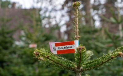 WWF: Fünf Tipps für einen umweltfreundlichen Weihnachtsbaum